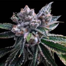 El Fuego Autofloreciente Feminizada de DNA Genetics