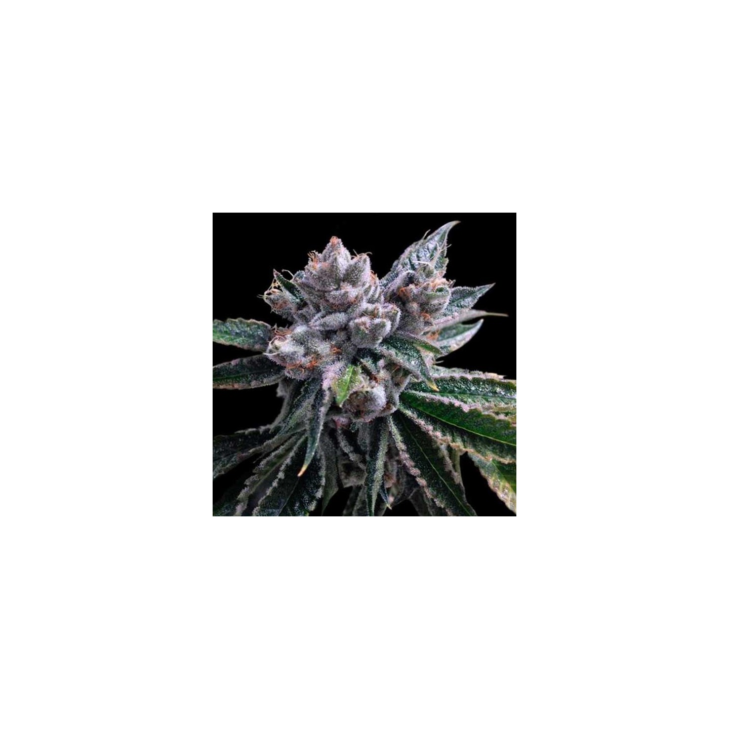 El Fuego Autofloreciente Feminizada de DNA Genetics