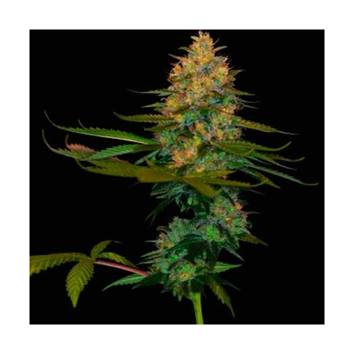 Exodus Kush Feminizada de DNA Genetics