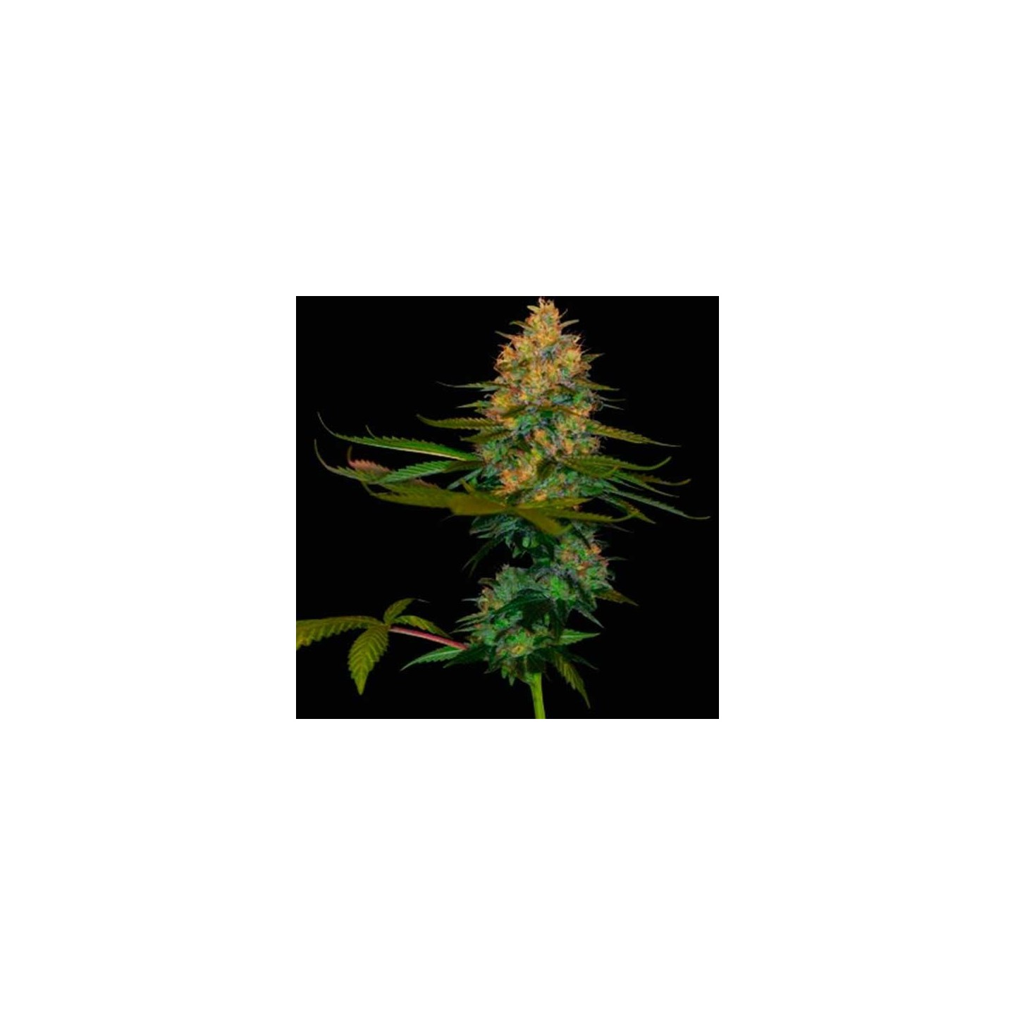 Exodus Kush Feminizada de DNA Genetics