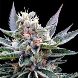 Florida Gold Feminizada de DNA Genetics