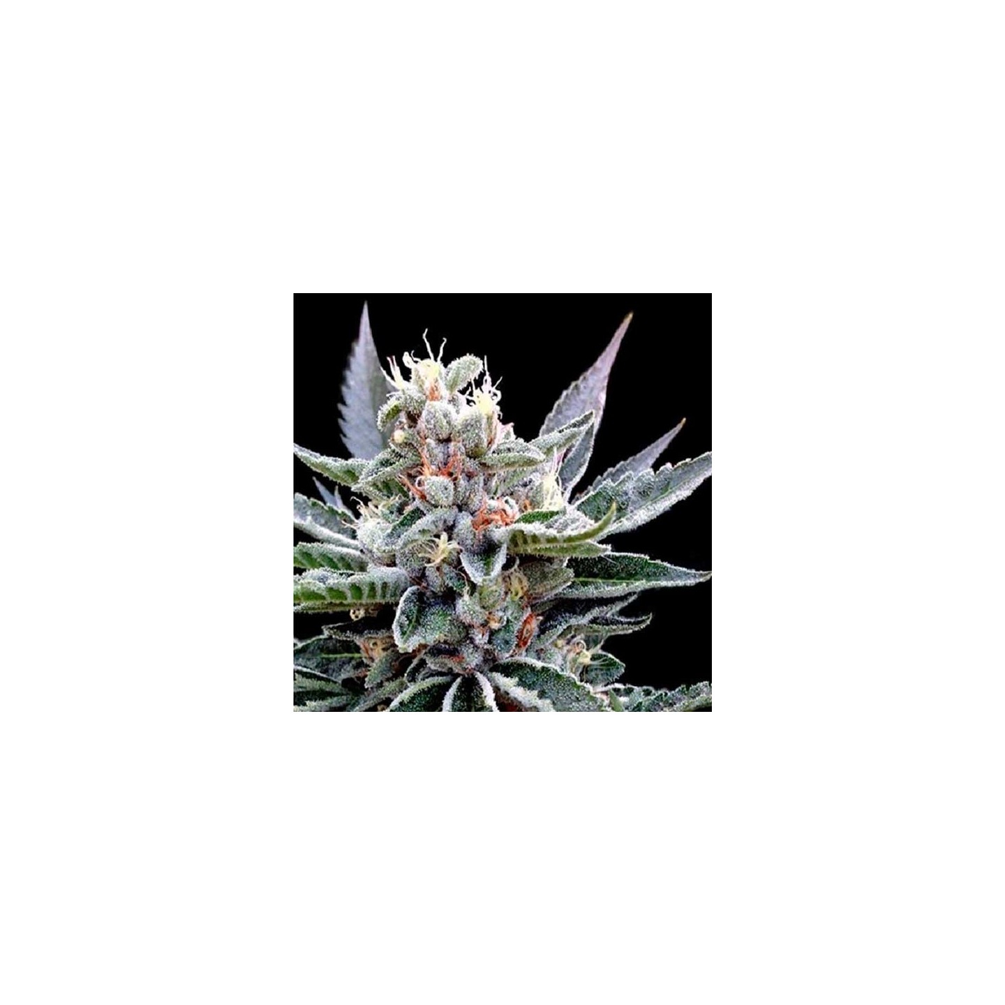 Florida Gold Feminizada de DNA Genetics