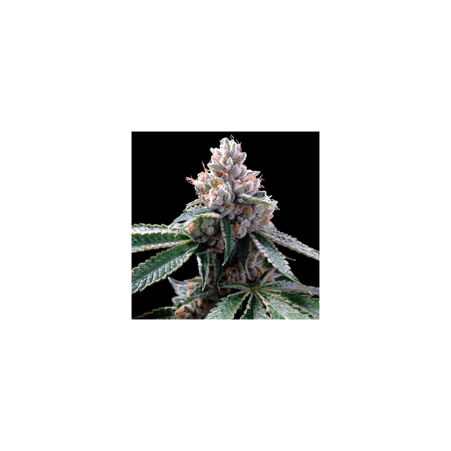 Florida Lemons Feminizada de DNA Genetics