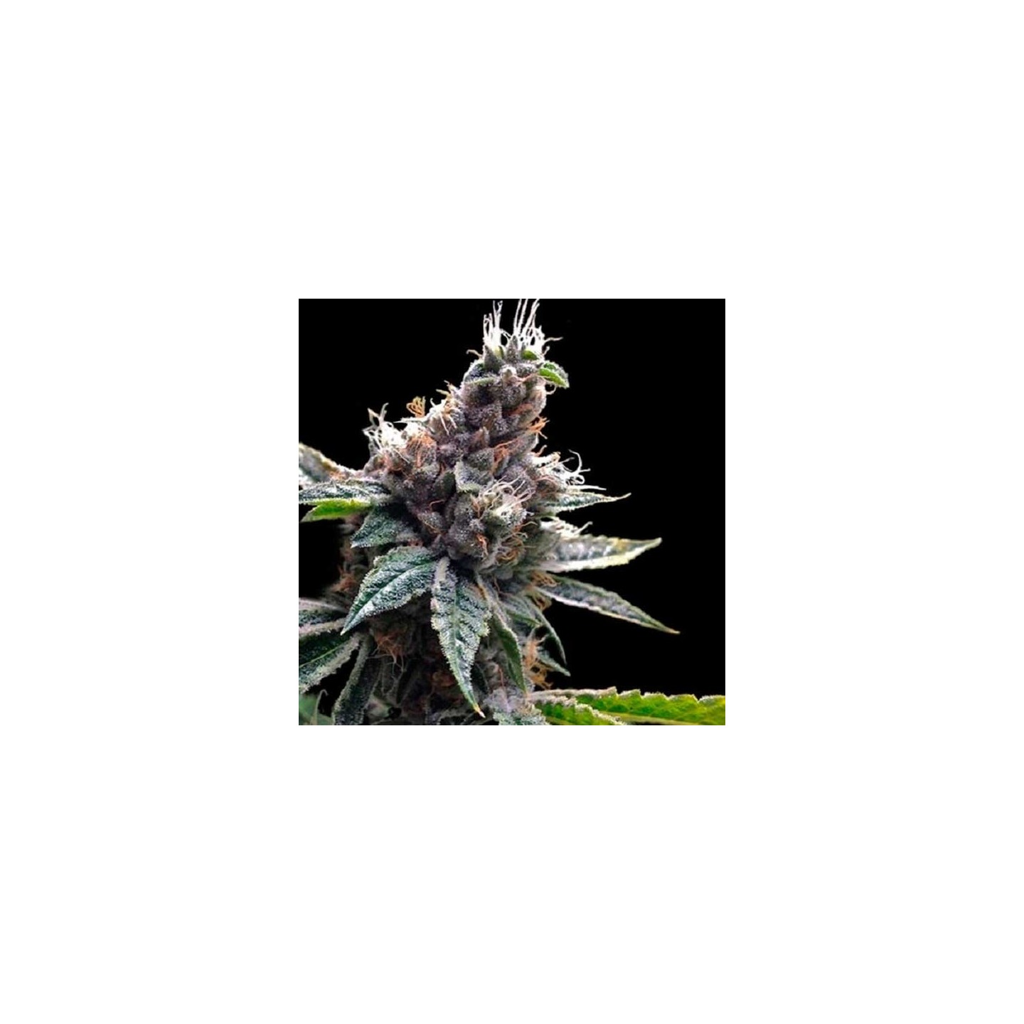 Florida Og Feminizada de DNA Genetics