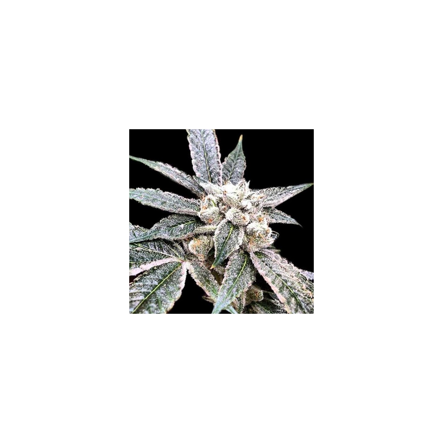 Golden Berry Feminizada de DNA Genetics