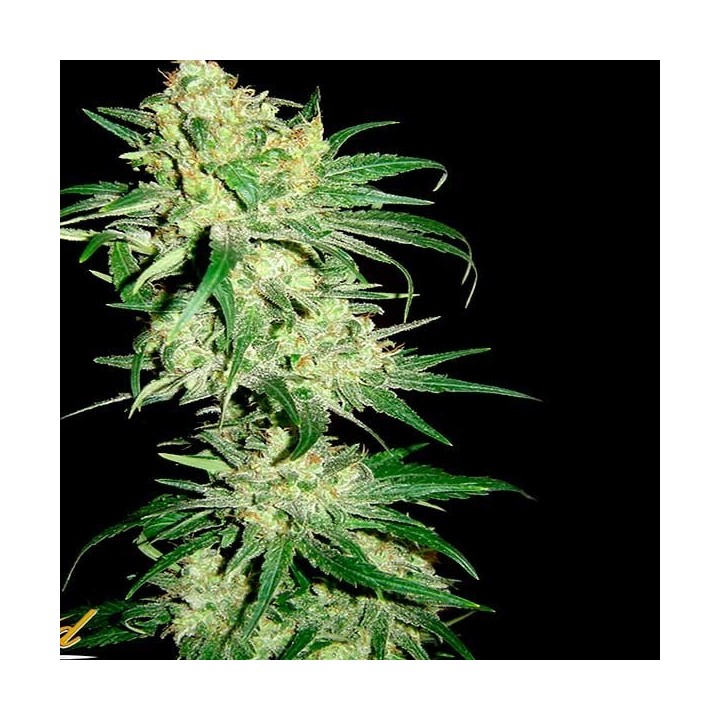 Hitman Og Regular de DNA Genetics