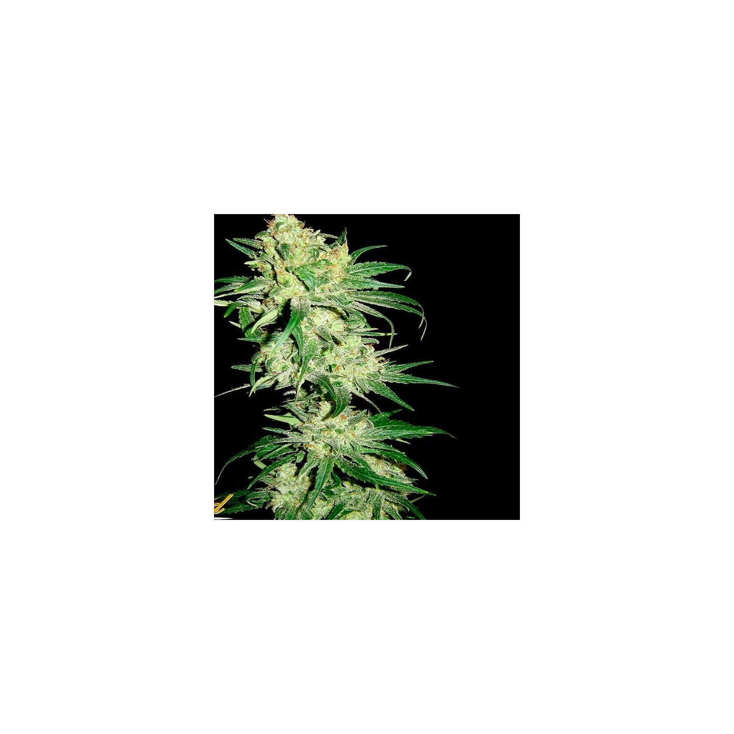Hitman Og Regular de DNA Genetics
