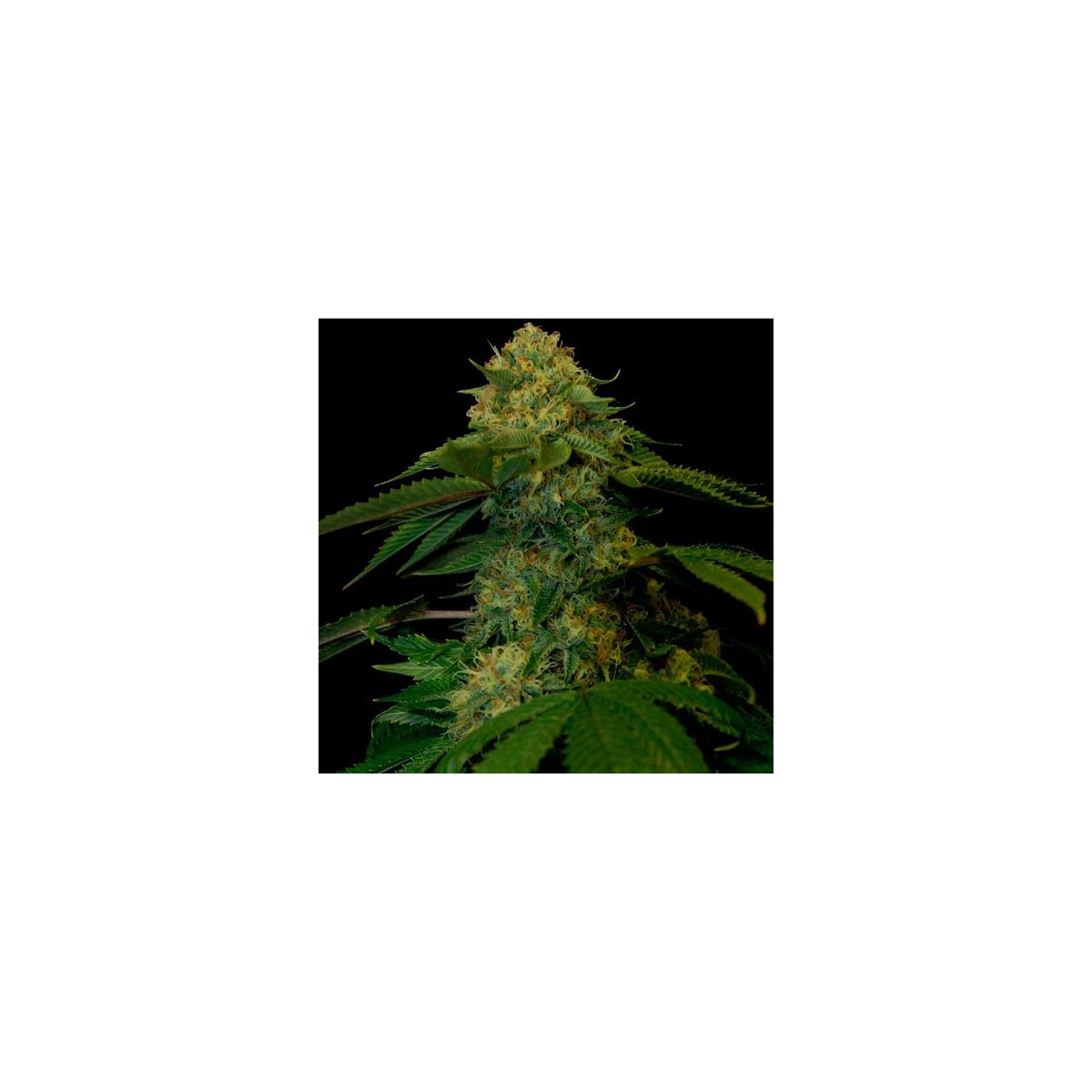 Holy Grail Kush Feminizada de DNA Genetics