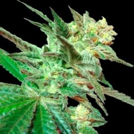 Honey Boo Boo Regular de DNA Genetics