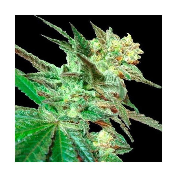 Honey Boo Boo Regular de DNA Genetics