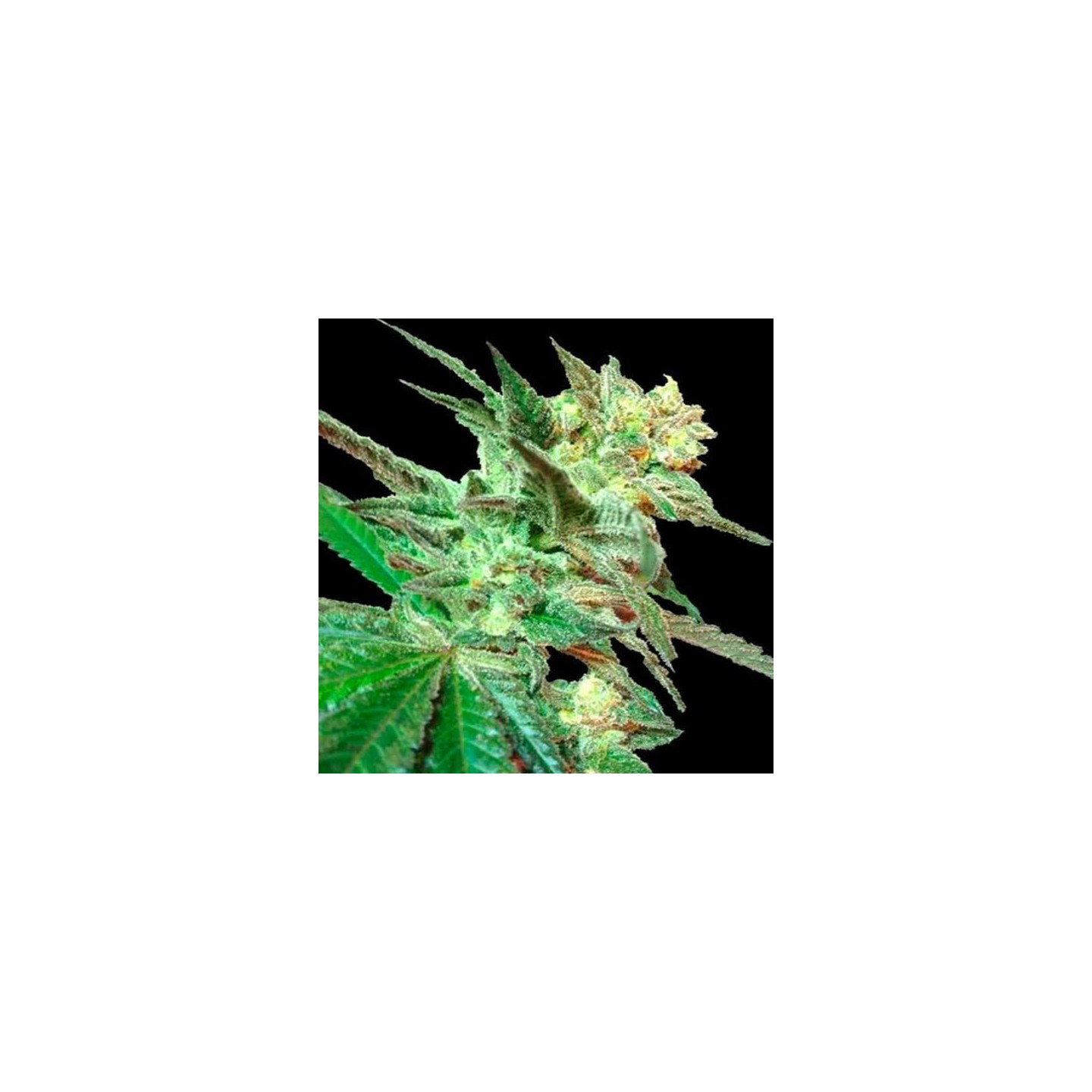 Honey Boo Boo Regular de DNA Genetics