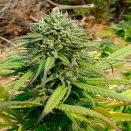 Kandy Kush Feminizada de DNA Genetics