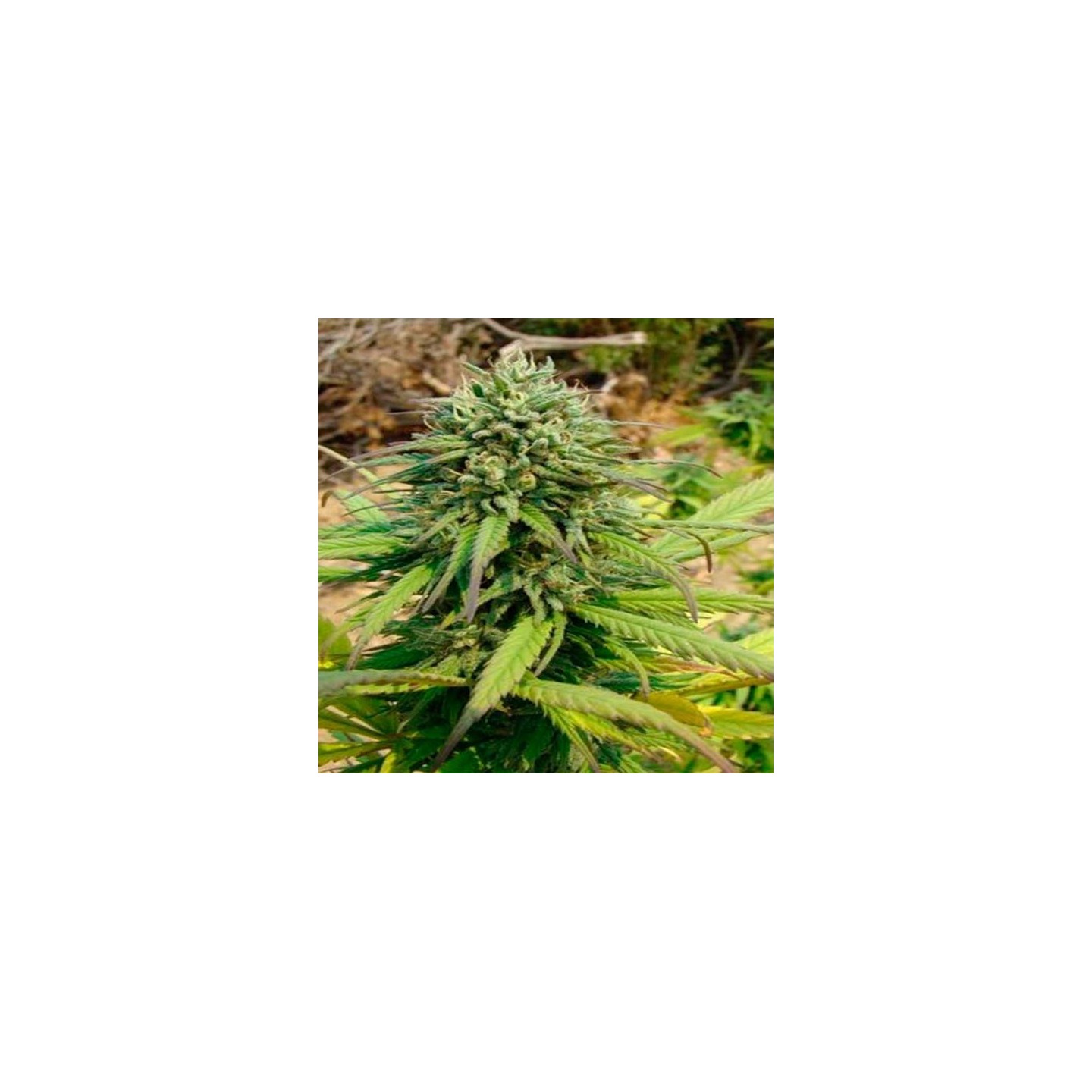 Kandy Kush Feminizada de DNA Genetics
