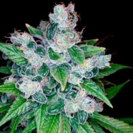 Kandy Kush X Skunk Regular de DNA Genetics