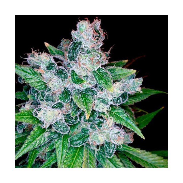 Kandy Kush X Skunk Regular de DNA Genetics