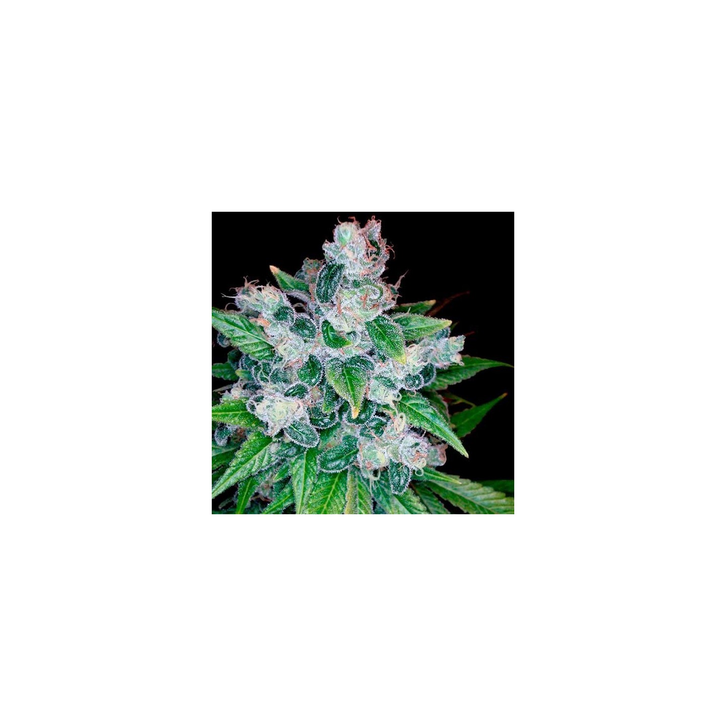 Kandy Kush X Skunk Regular de DNA Genetics