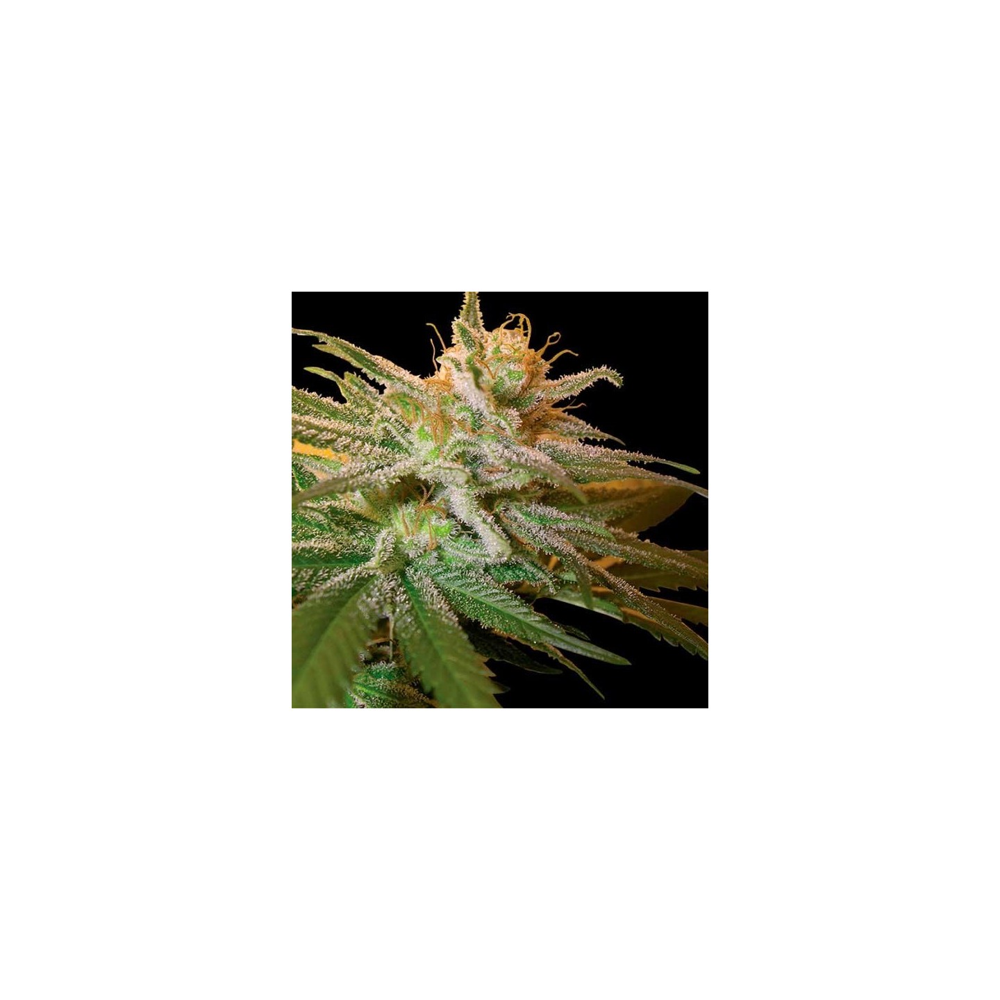 Kushberry Feminizada de DNA Genetics