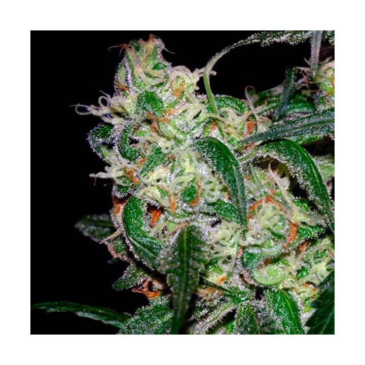 La Cannalope Feminizada de DNA Genetics