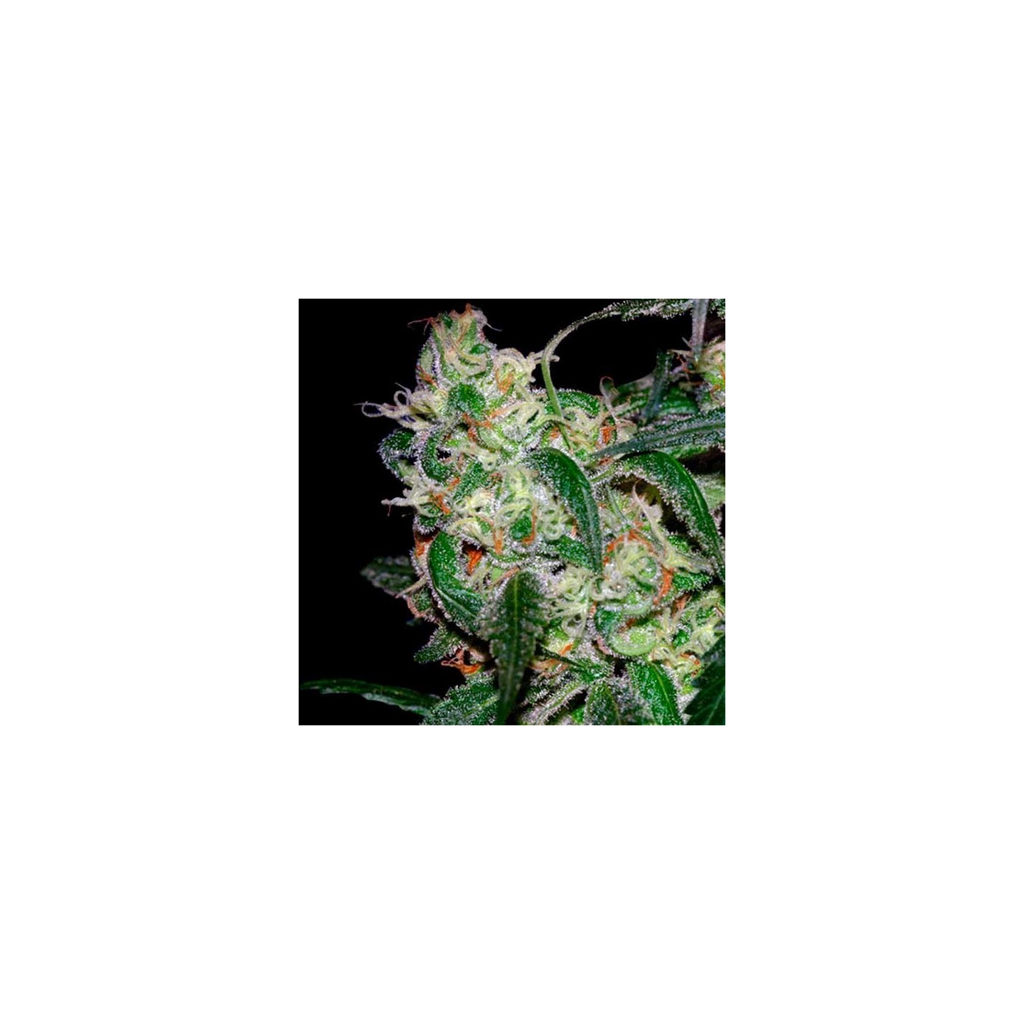 La Cannalope Feminizada de DNA Genetics