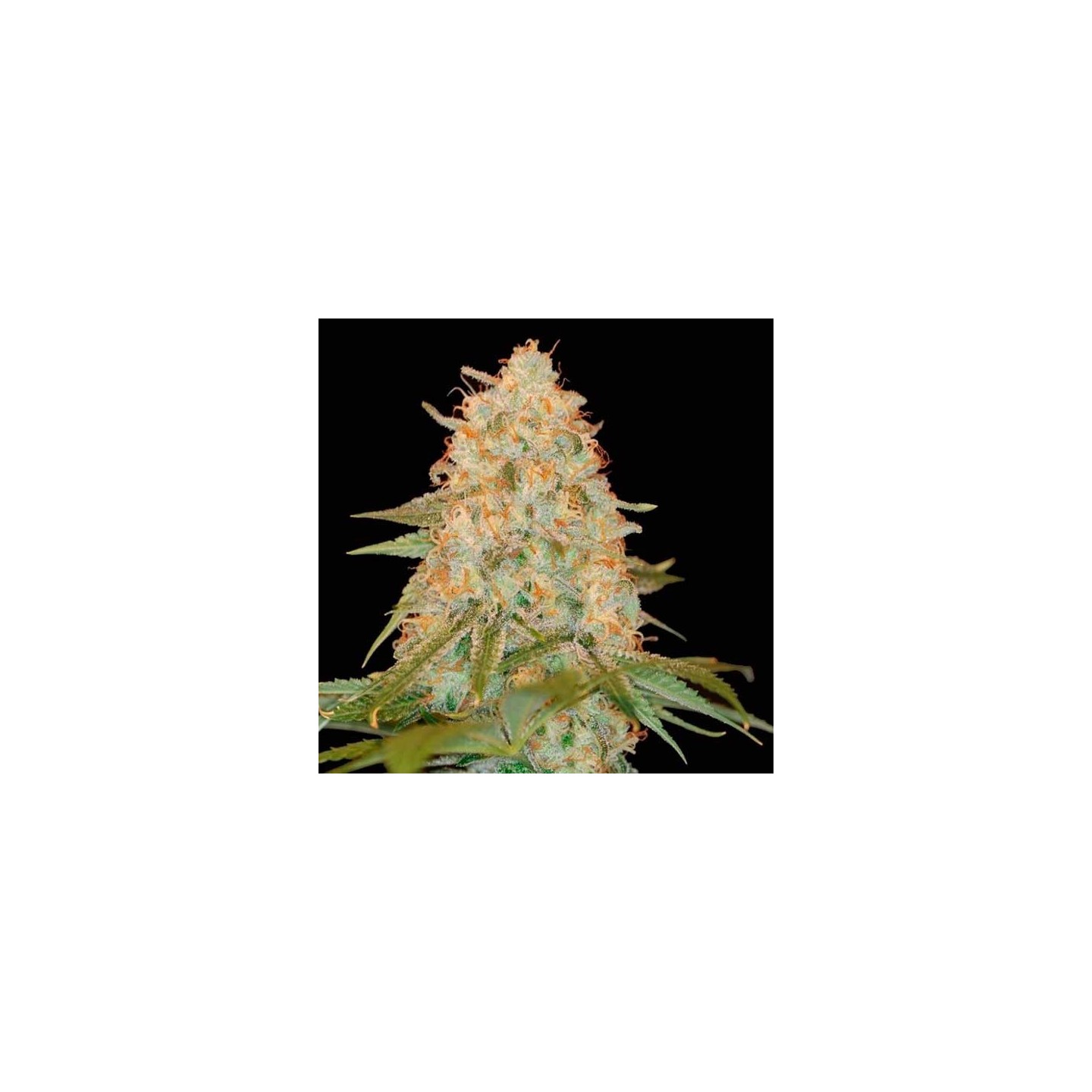 La Chocolat Feminizada de DNA Genetics