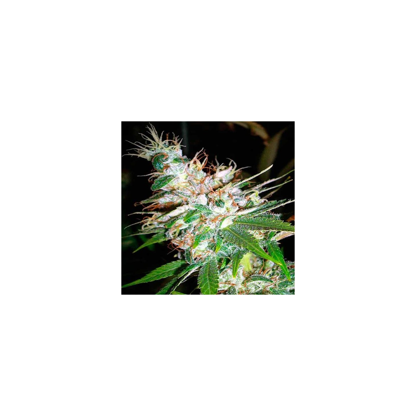 La Woman Feminizada de DNA Genetics