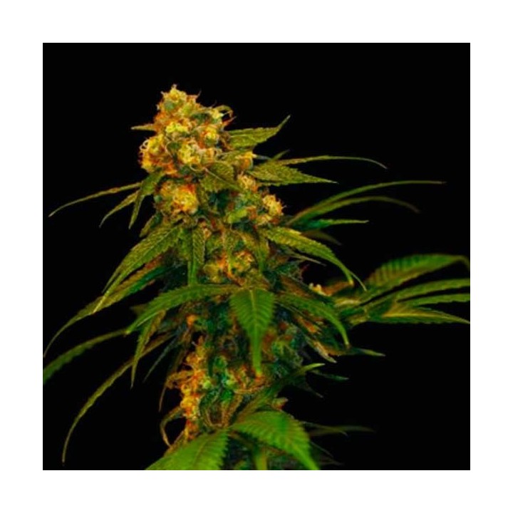 Lemon Og Kush Feminizada de DNA Genetics