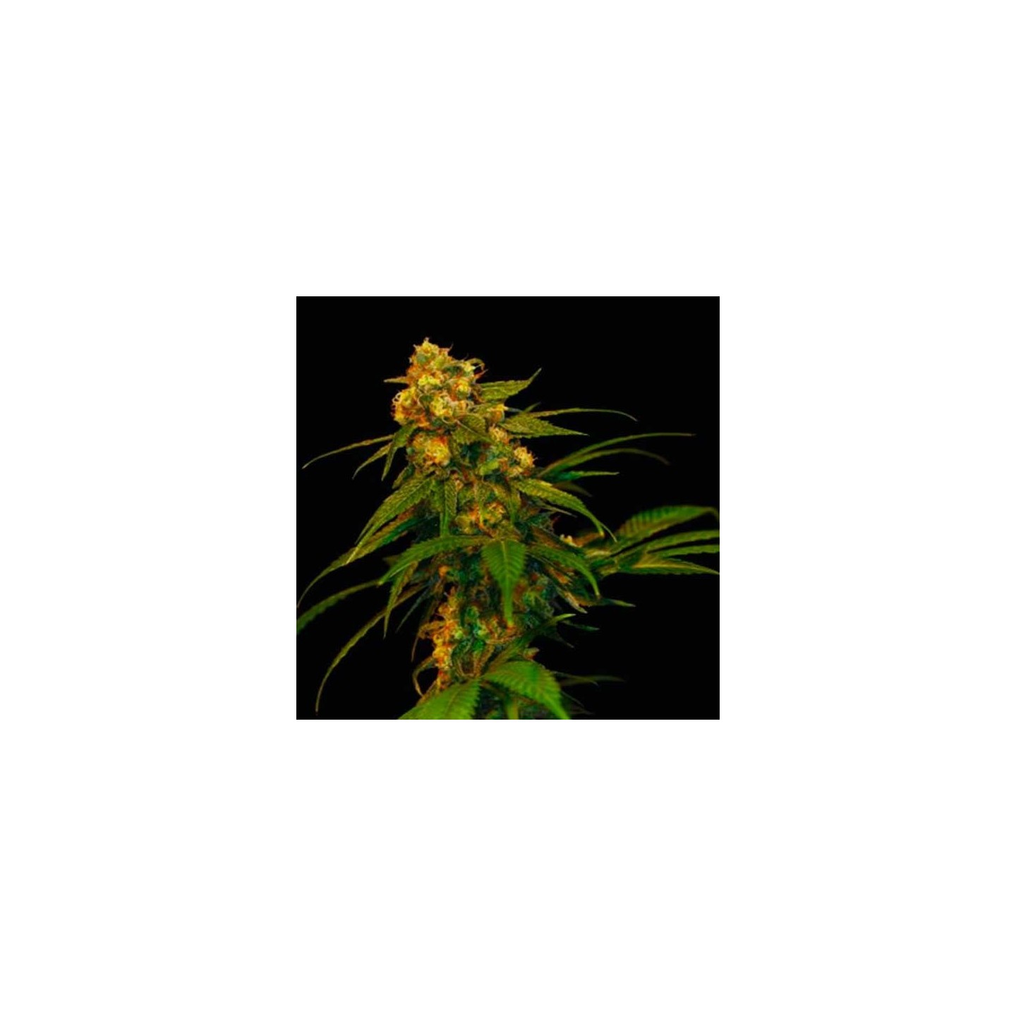 Lemon Og Kush Feminizada de DNA Genetics