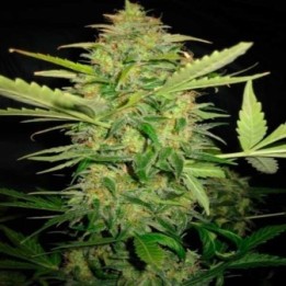 Lemon Skunk Feminizada de DNA Genetics