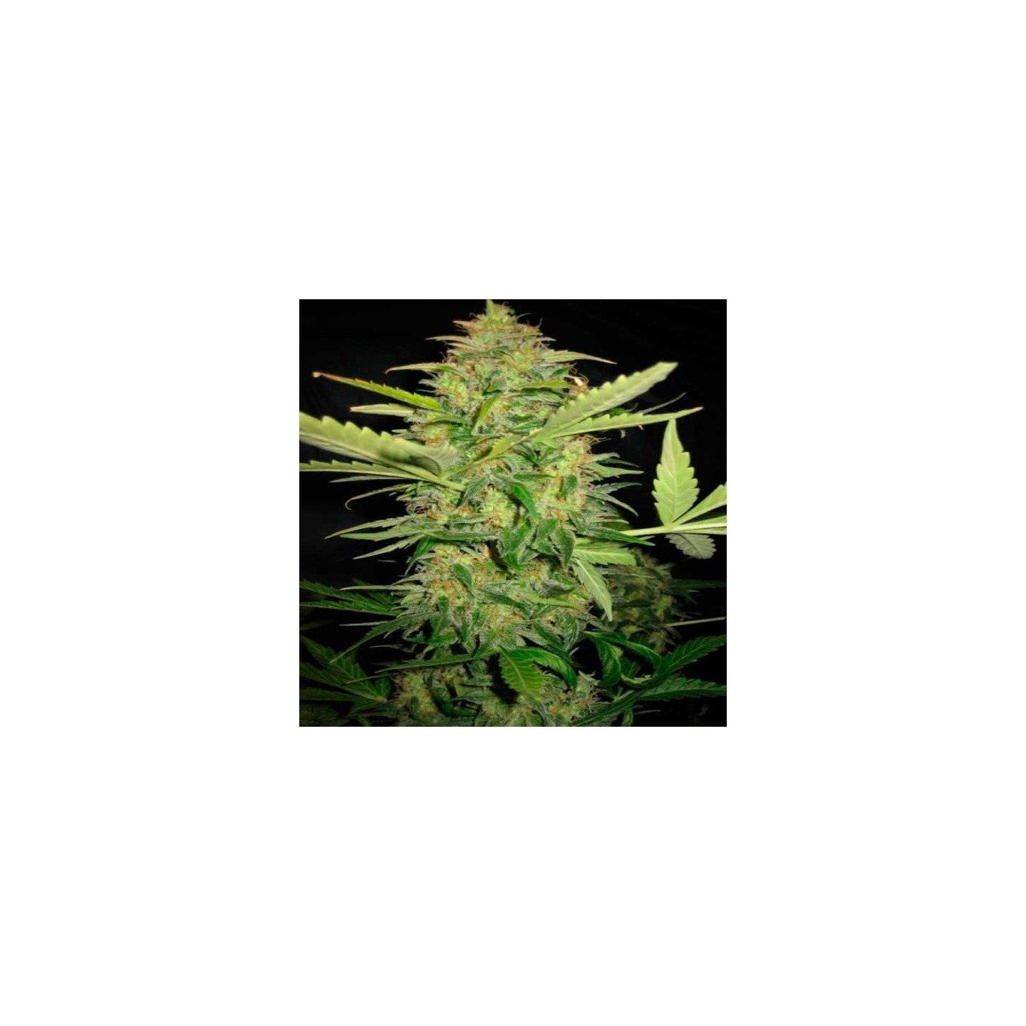 Lemon Skunk Feminizada de DNA Genetics