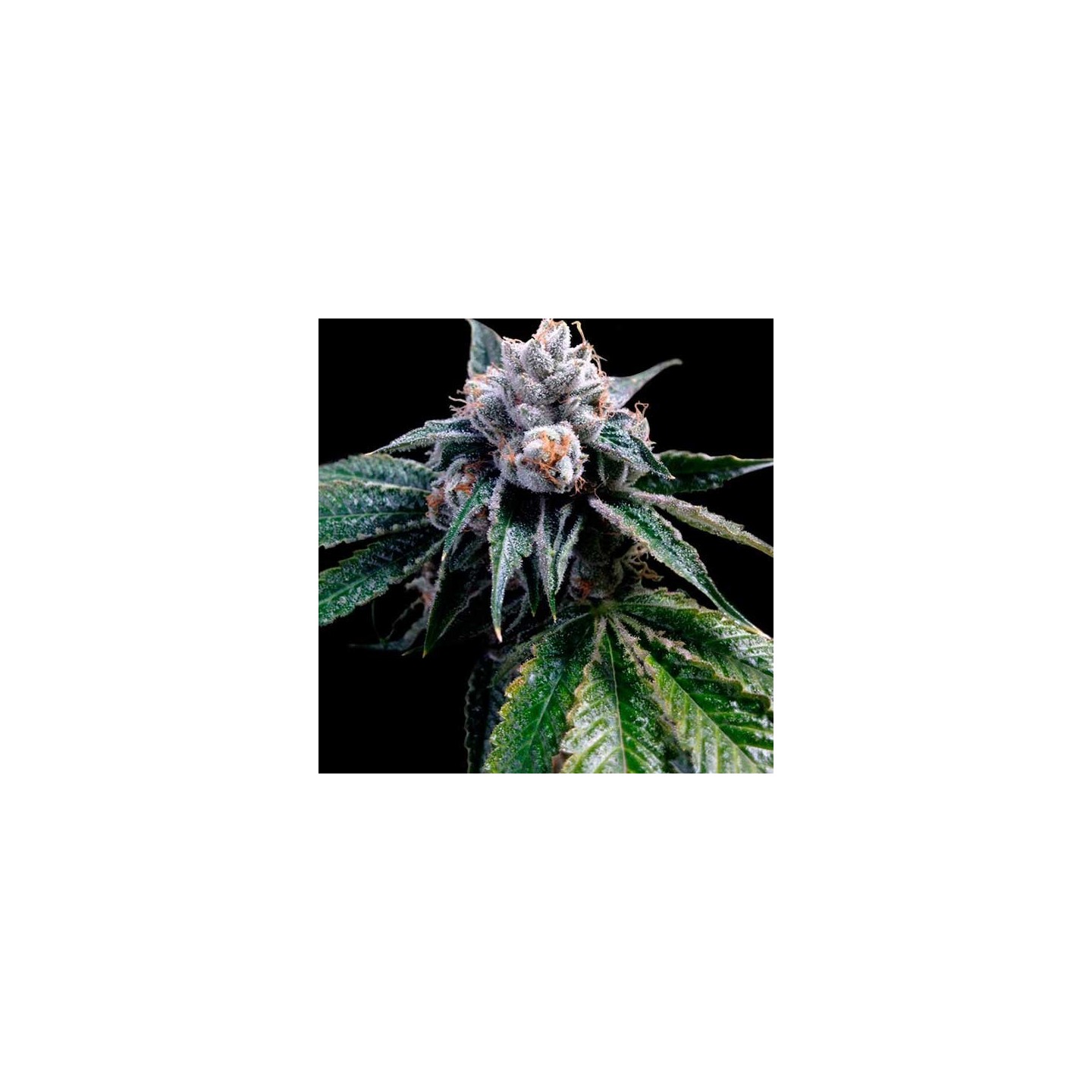 Lemon Walker Feminizada de DNA Genetics