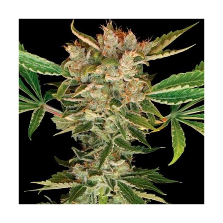 Martian Kush Feminizada de DNA Genetics