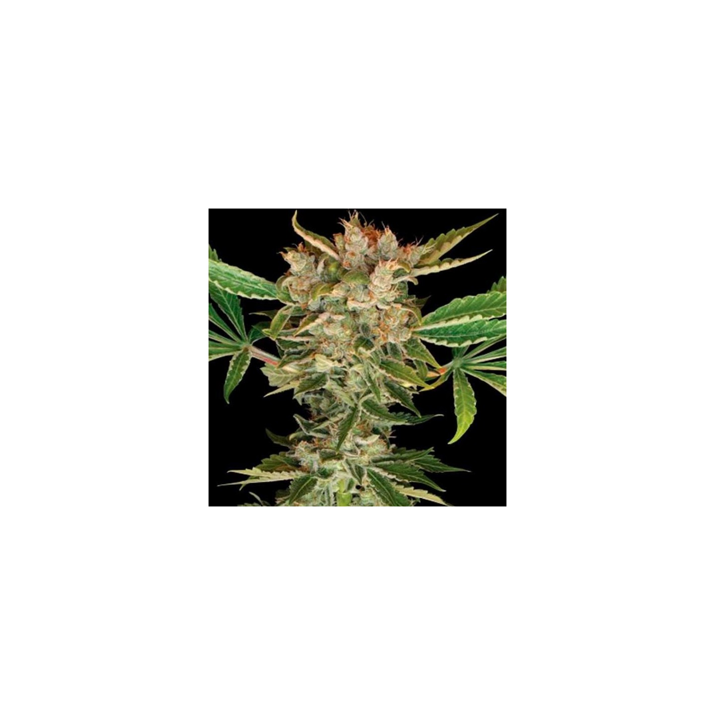 Martian Kush Feminizada de DNA Genetics