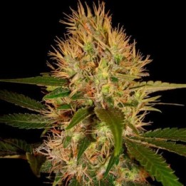 Martian Mean Green Feminizada de DNA Genetics