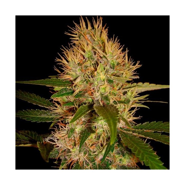 Martian Mean Green Feminizada de DNA Genetics