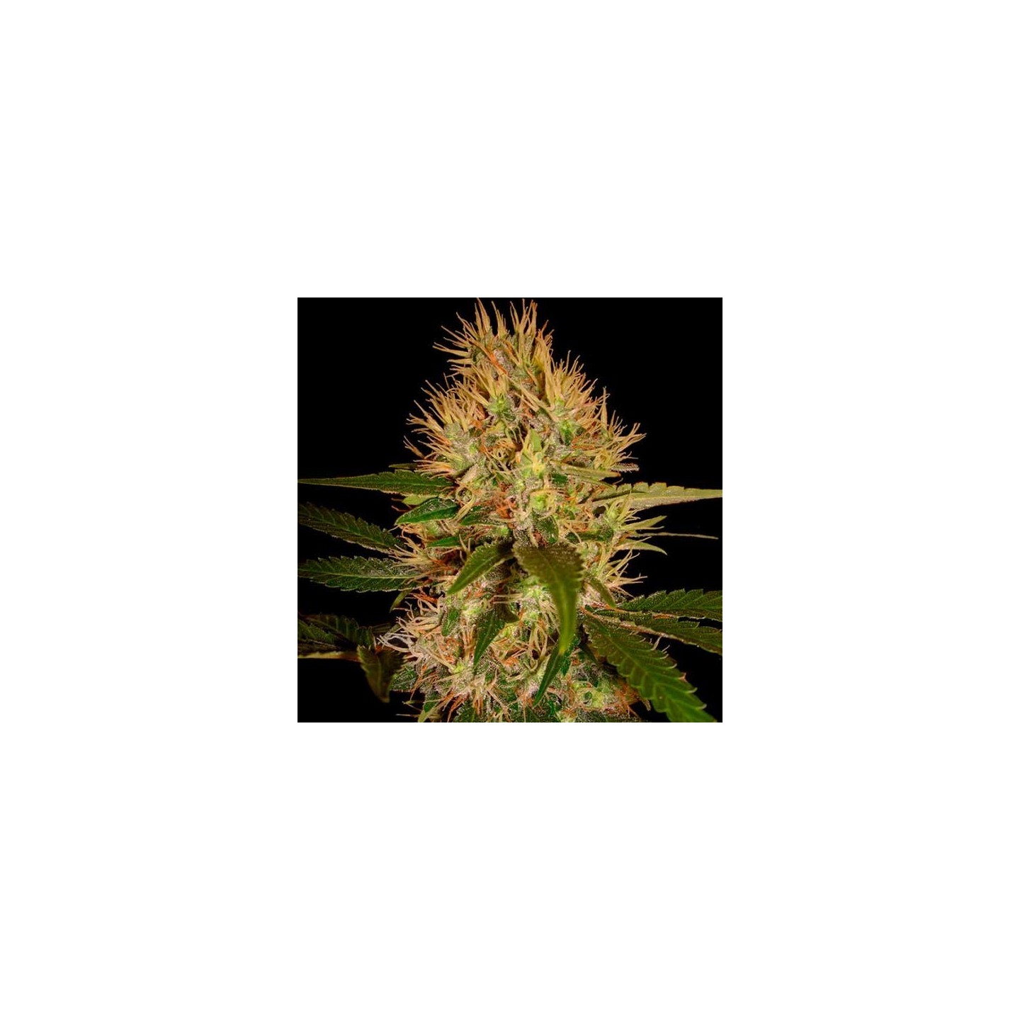 Martian Mean Green Feminizada de DNA Genetics