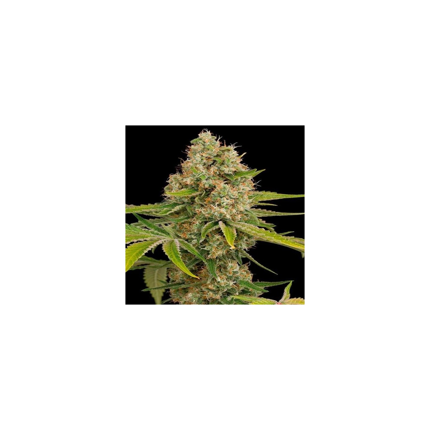 OG Kush Feminizada de DNA Genetics