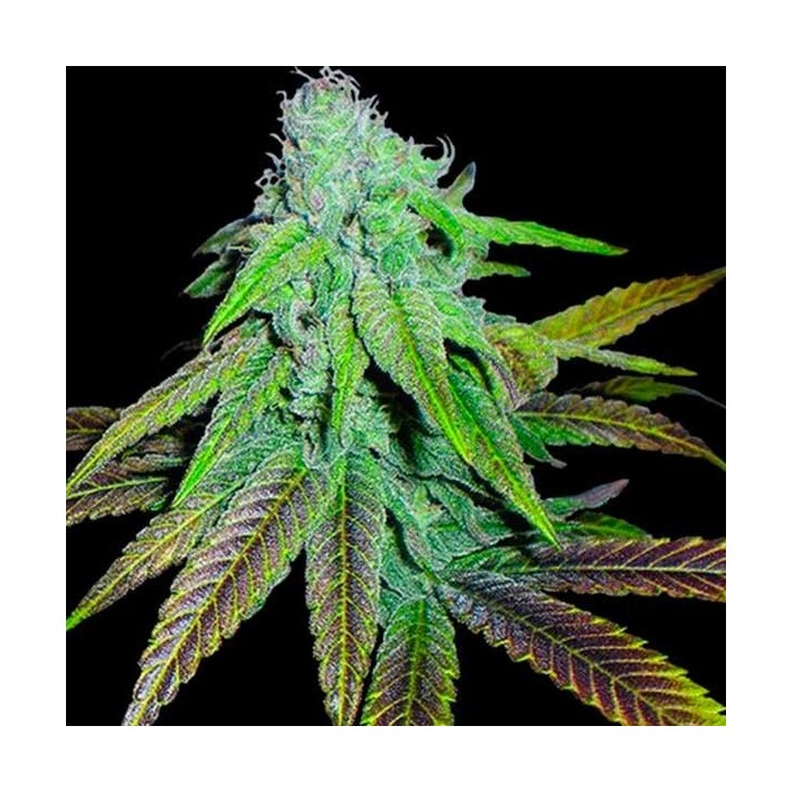 P.C.K. Regular de DNA Genetics