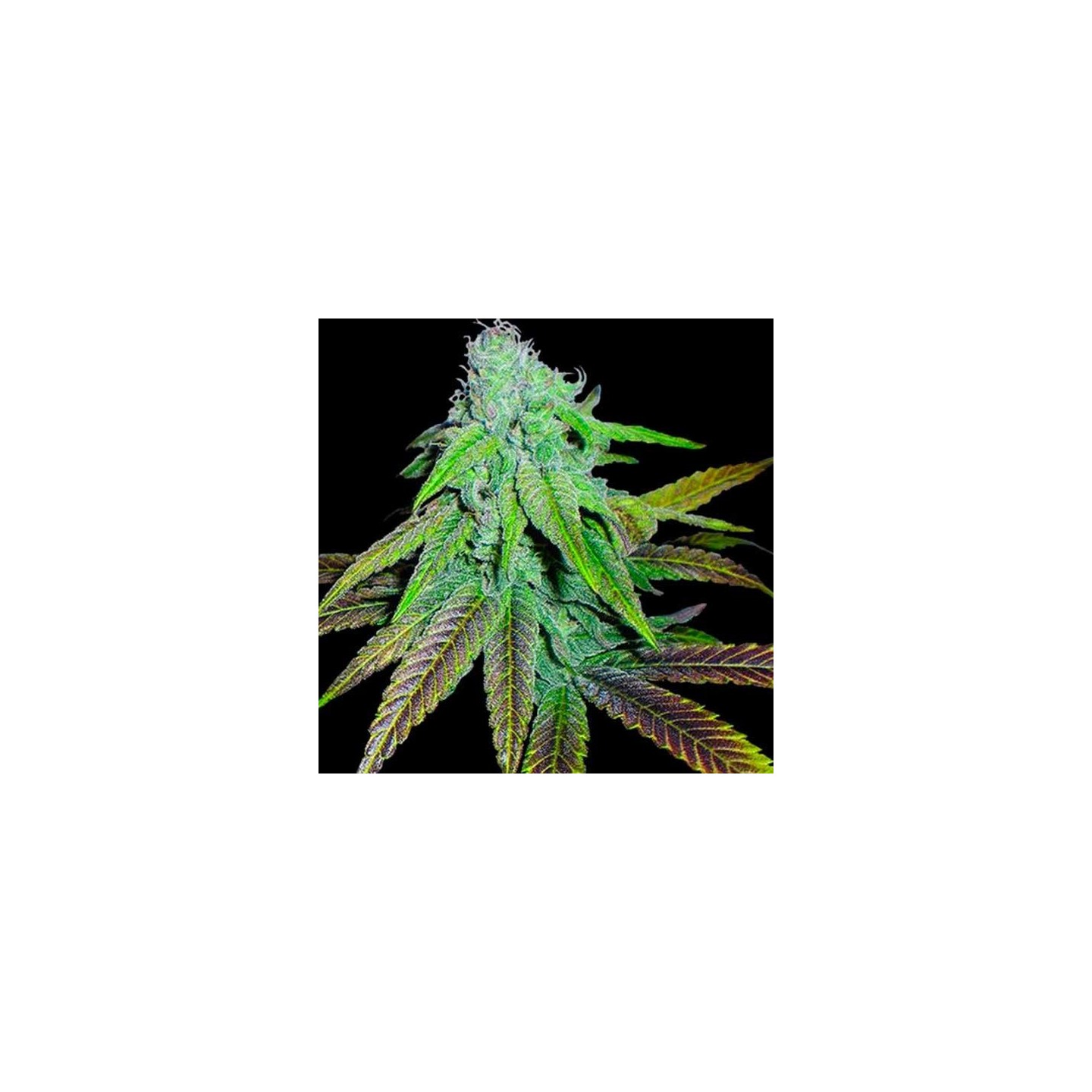 P.C.K. Regular de DNA Genetics