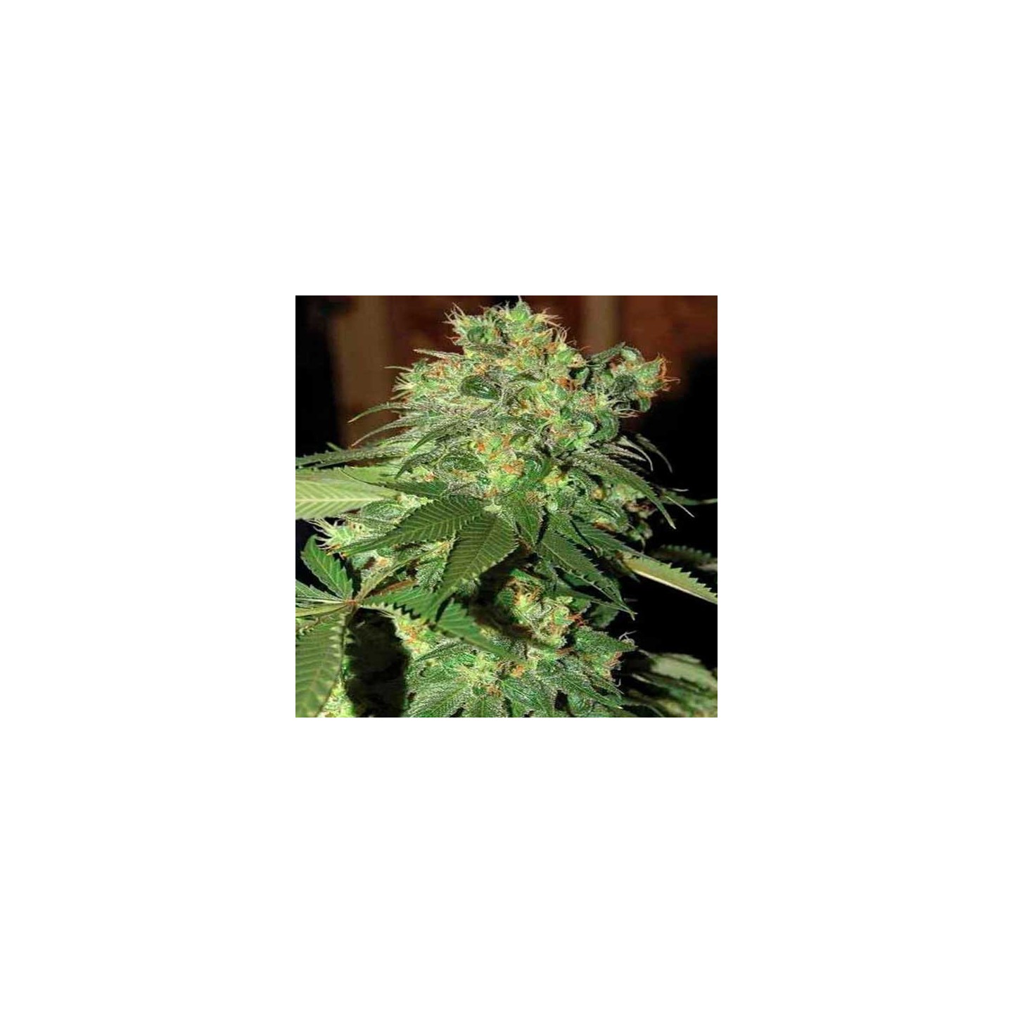 R.K.S. Feminizada de DNA Genetics