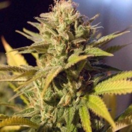 Silver Bubble Regular de DNA Genetics