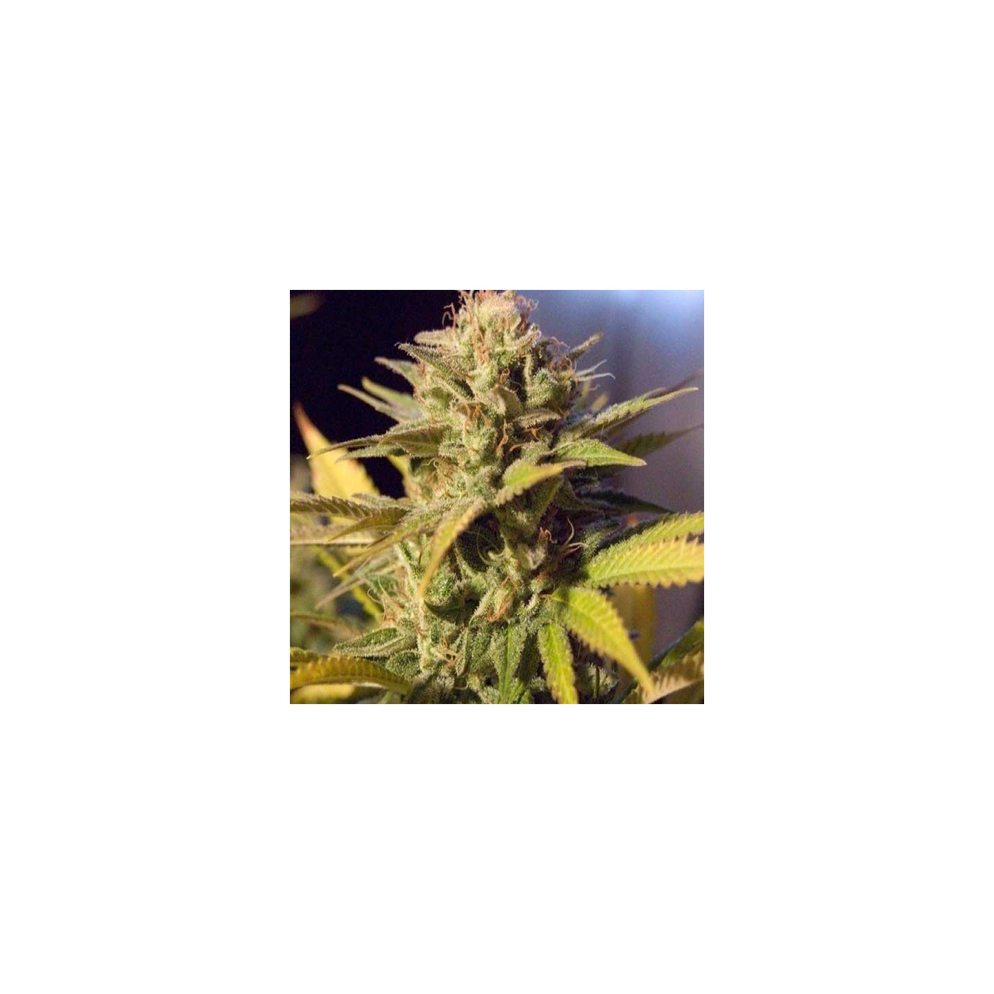Silver Bubble Regular de DNA Genetics