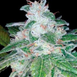 Silver Kush Feminizada de DNA Genetics