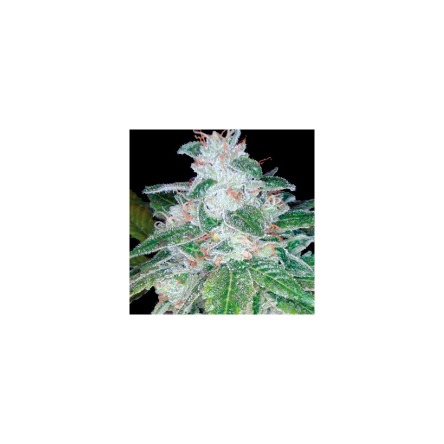 Silver Kush Feminizada de DNA Genetics