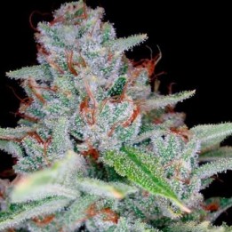 Skywalker Kush Feminizada de DNA Genetics