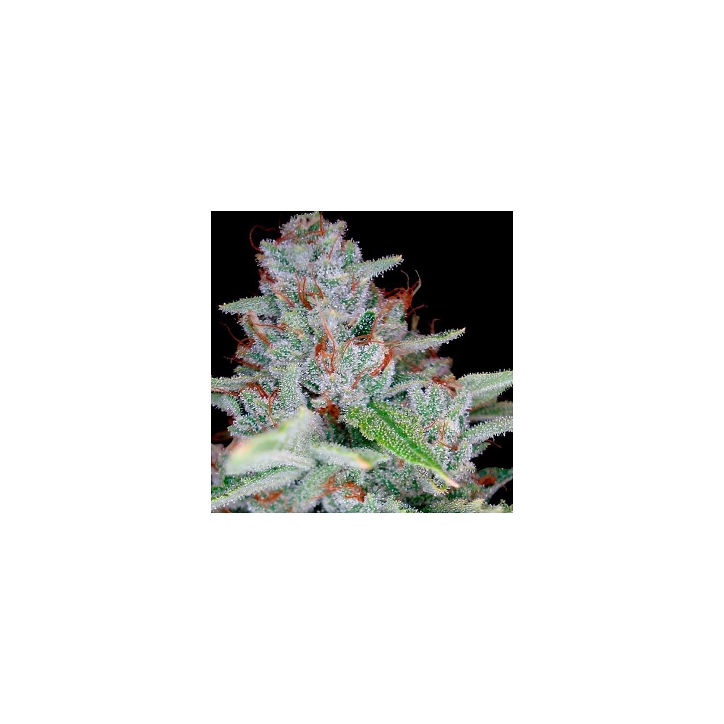 Skywalker Kush Feminizada de DNA Genetics