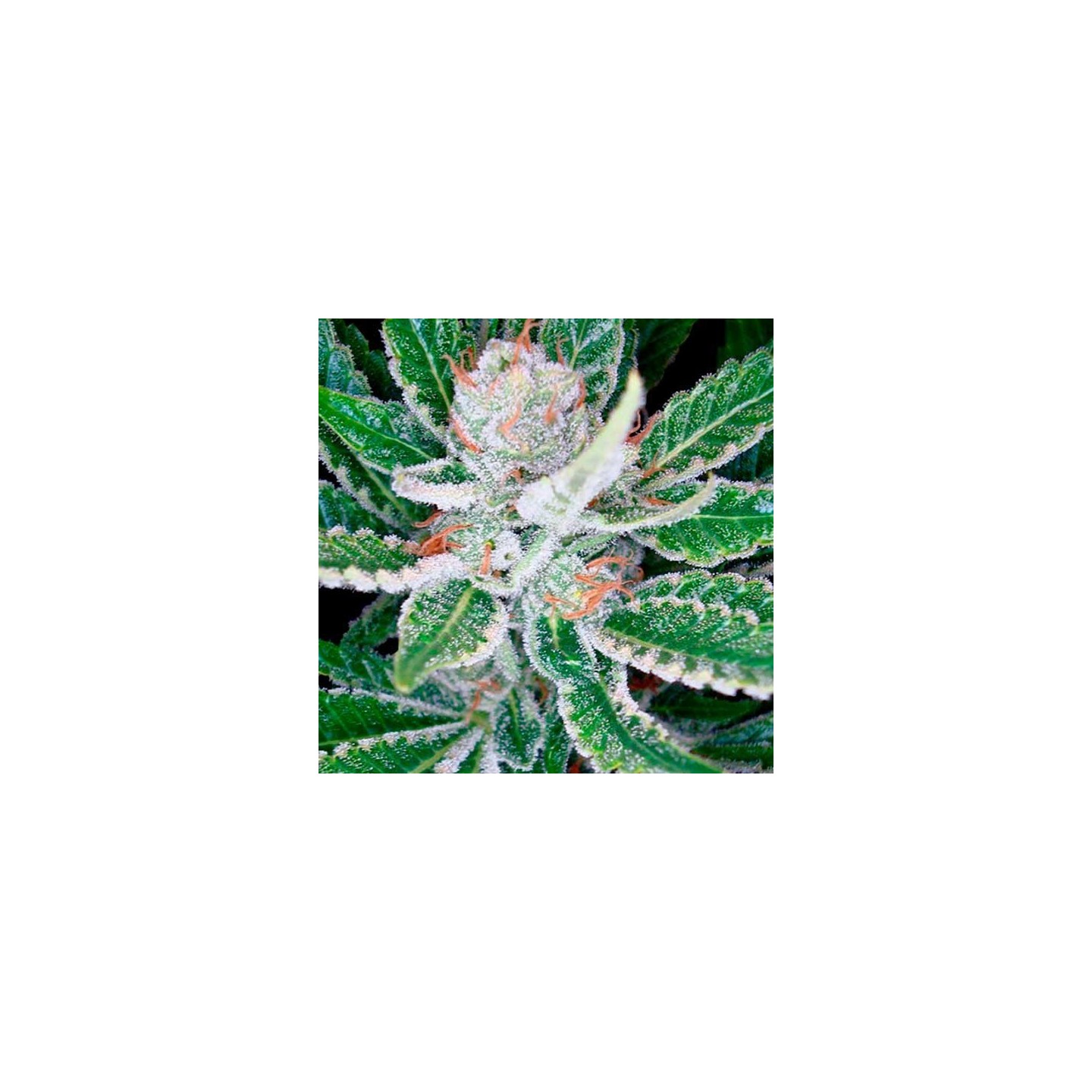 Sleestack Feminizada de DNA Genetics