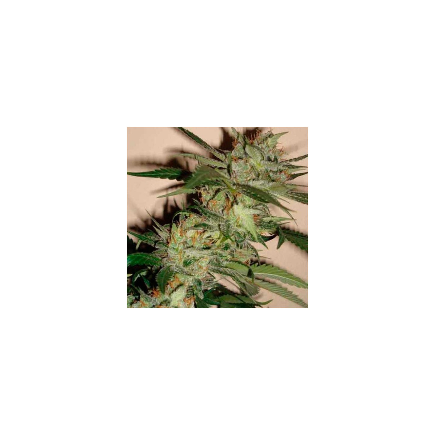 Sleestack X Skunk Regular de DNA Genetics