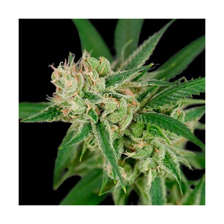 Sour Banana Sherbet Regular de DNA Genetics