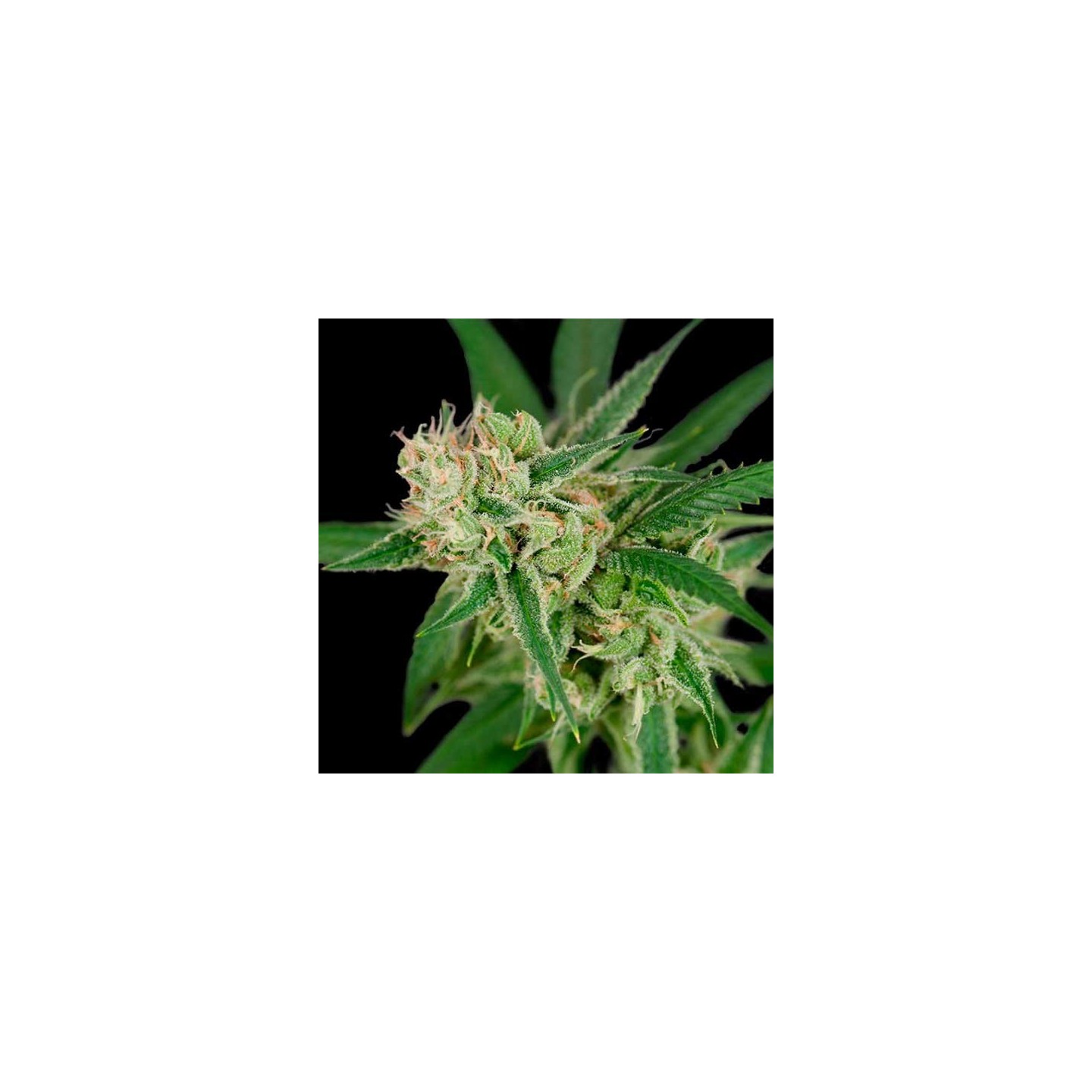 Sour Banana Sherbet Regular de DNA Genetics