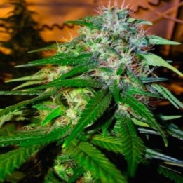 Sour Cream Regular de DNA Genetics